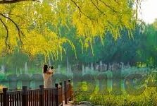 糖心直播app破解版下载-解锁全新观影体验 —— 探索糖心直播APP下载新途径